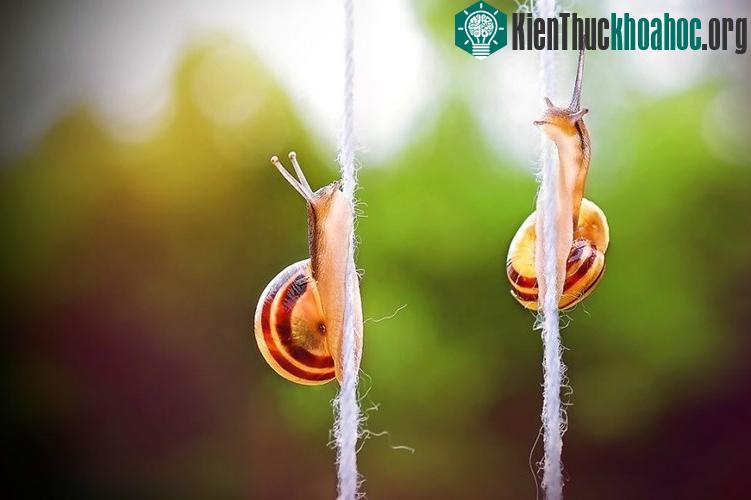 Ngắm chùm ảnh đẹp như thiên thần của ốc sên