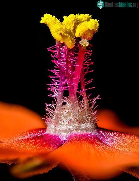 Bức ảnh hiển vi của loài thực vật Anagallis, hay còn gọi là cây phiền đỏ của Jens Petersen MycoKey đến từ Đan Mạch - (Ảnh: Daily Mail)
