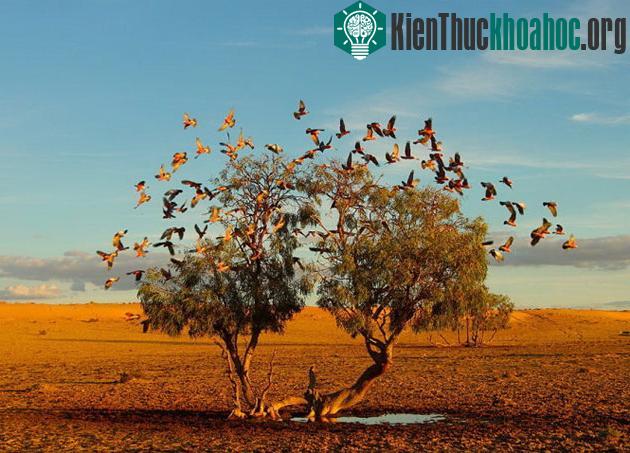 Giấc mơ cây. Ảnh chụp ở sa mạc Strezlecki, Úc. (Ảnh: Christian Spencer)