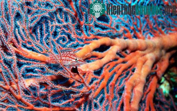 Cá hawkfish mũi dài (Oxycirrhites typus) "ngụy trang" dưới đại dương nhờ một loại san hô sừng ở Biển Đỏ, Ai Cập.