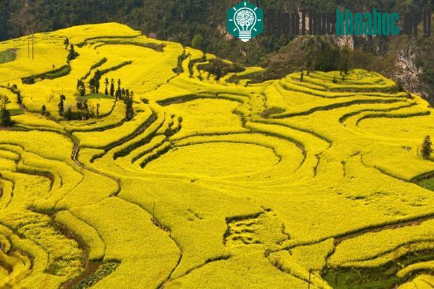 Cánh đồng cải (tỉnh Vân Nam, Trung Quốc)