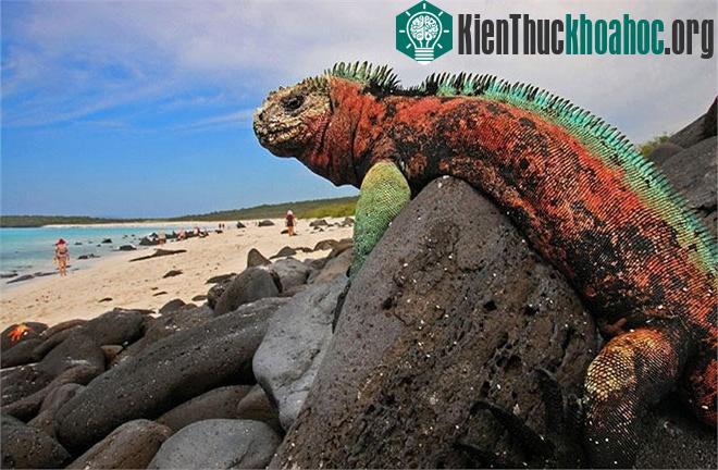 Cự đà biển bới một cái hố sâu xuống lòng đất và đẻ trứng vào đó. Trong thời gian ấp trứng, cự đà đực luôn thường trực để bảo vệ “vợ con” trước những kẻ thù bên ngoài.