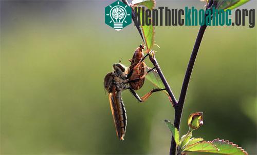 Khoảnh khắc lãng mạn của côn trùng ảnh 7