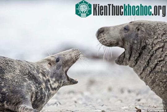 Đối đầu: Hai chú hải cấu xám khổng lồ được chụp lại cũng trên bờ biển Helgoland. Chúng có chiều dài hơn 3 mét và cân nặng trên 300kg.