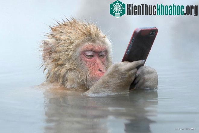 Khỉ nghịch điện thoại thông minh trong suối nước nóng của tác giả Marsel van Oosten người Hà Lan.