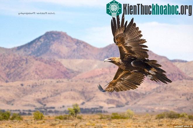 Một con đại bàng tung cánh trên bầu trời miền nam Australia.