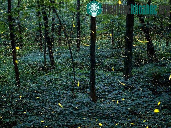 Đom đóm tỏa sáng lộng lẫy trong đêm ở Grand Ledge, Michigan, Mỹ.