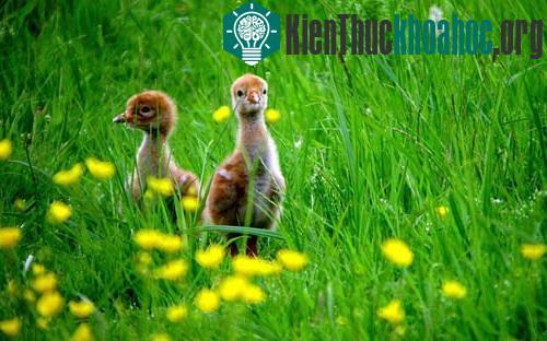 Một cặp sếu con khám phá môi trường xung quanh tại trung tâm đất ngập nước Slimbridge ở Gloucestershire, Anh.