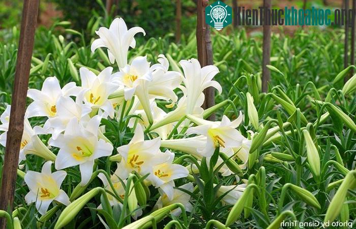 Một chủ vườn cho biết vào những năm sương muối hoặc thời tiết bất thường, hoa nở muộn và hay bị sâu nên họ thường để cho hoa nở bung tạo nên cả một thảm hoa trắng.