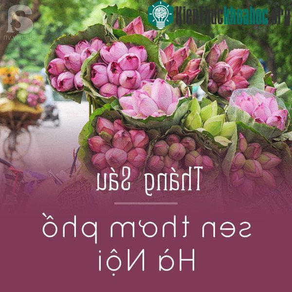 Cái nắng của tháng 6 chẳng dễ chịu gì, nhưng may thay lại có hoa sen để mà chờ đợi. Sen thanh tao giữa đất trời, sen bình dị trên những gánh hàng hoa tỏa đi khắp phố, sen e ấp tinh khôi trong vòng ...