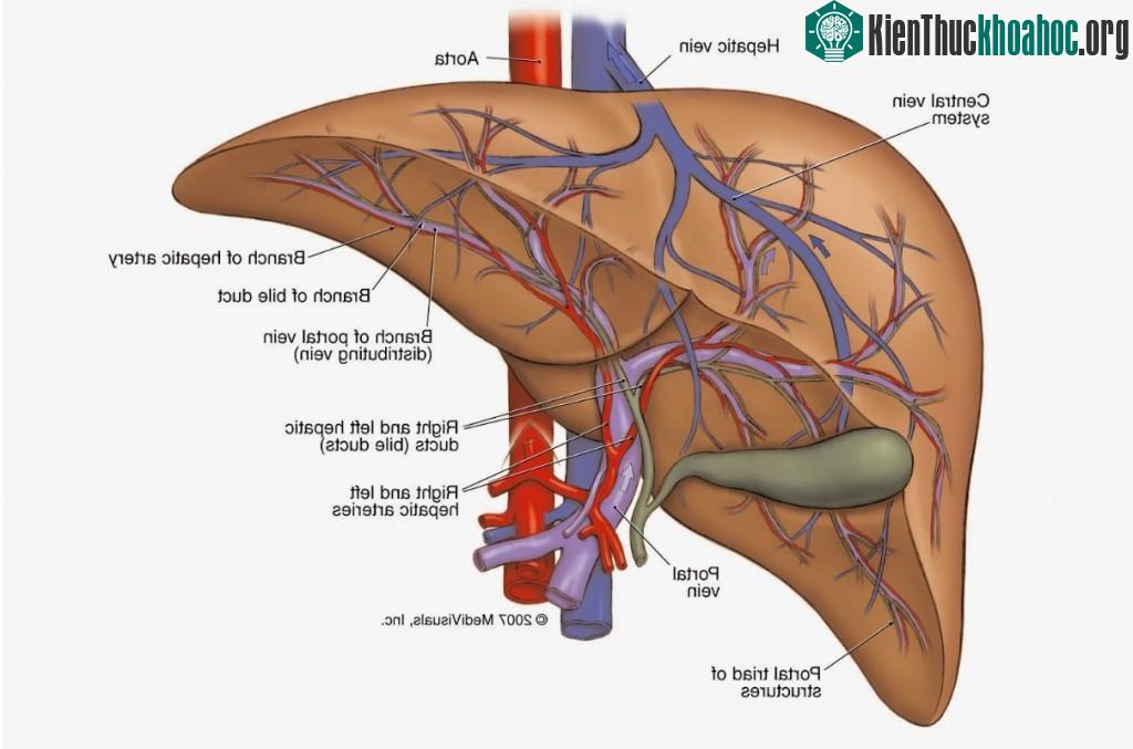 Bí ẩn cơ thể con người
