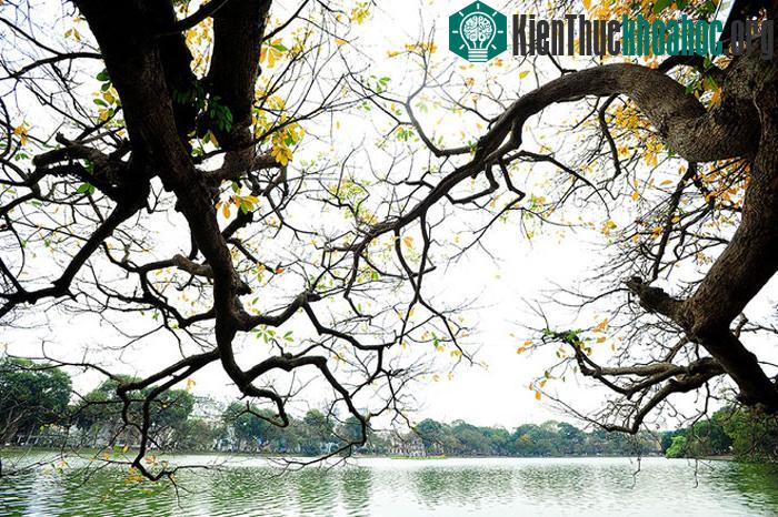 Cây lộc vừng vươn cành ra mặt Hồ Gươm.