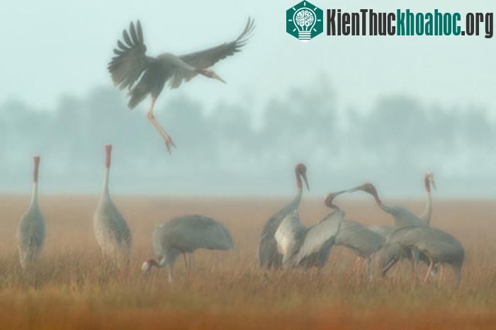 Cảnh thiên nhiên ngoạn mục trong bộ ảnh Sếu của nhiếp ảnh gia Tăng A Pẩu ảnh 7