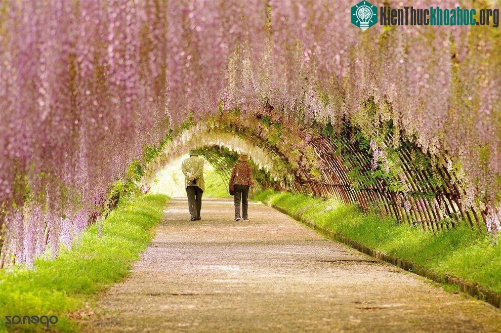 Có khoảng 150 bông hoa tử đằng và hơn 20 loài hoa khác nhau nở tại lễ hội Tử đằng (Fuji Matsuri)