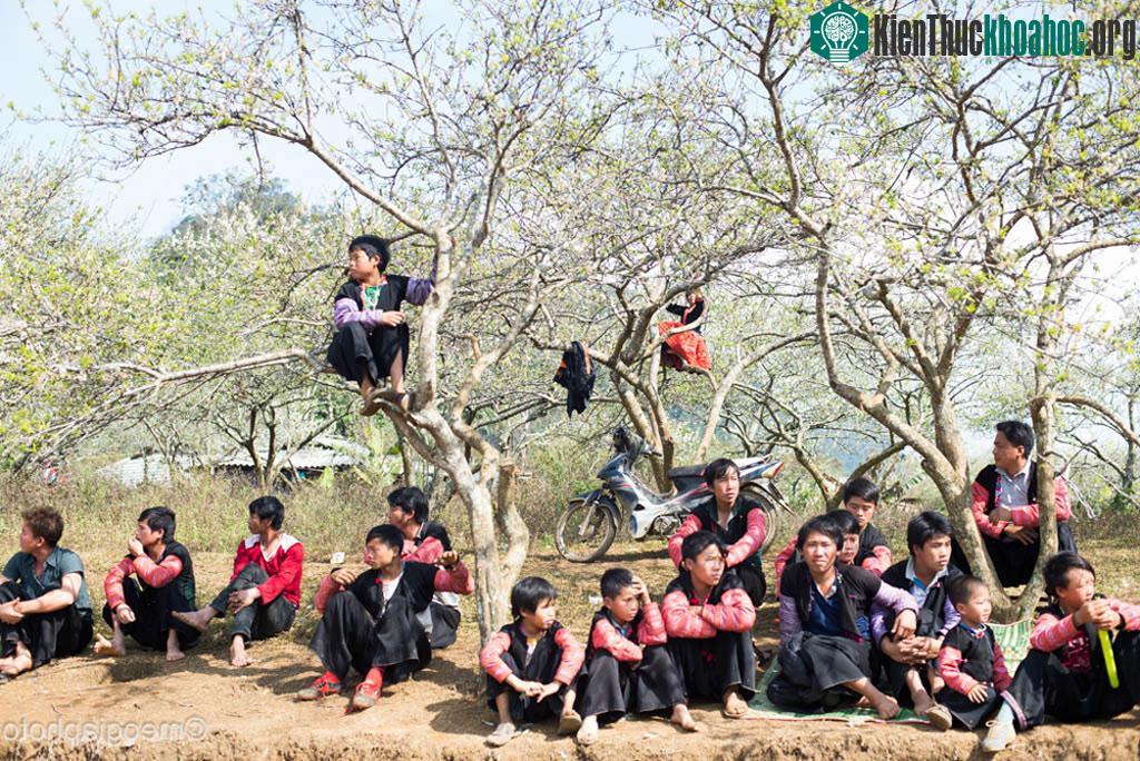 Năm nay mùa hoa mận nở đúng dịp Tết truyền thống của người H'Mông nên dân bản đều mặc quần áo mới đi chơi Tết. Bà con và những thanh niên bản thường tập trung tại một khu vực để tham gia các trò ch...