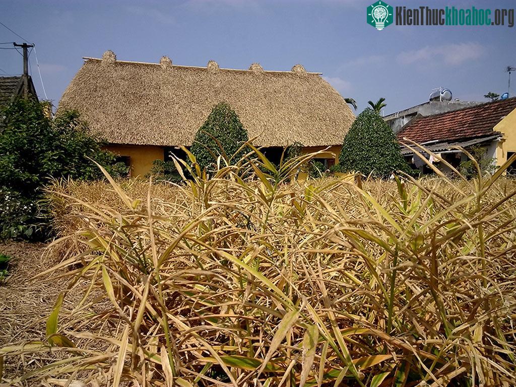 Ngôi nhà trải qua hơn 40 năm nhưng đaChủ nhân ngôi nhà là một nghệ nhân trồng đào cảnh. Năm nay 70 tuổi, sức khỏe đã yếu, ông chuyển sang trồng gừng. Vườn gừng già đem lại cho ngôi nhà một khung cả...