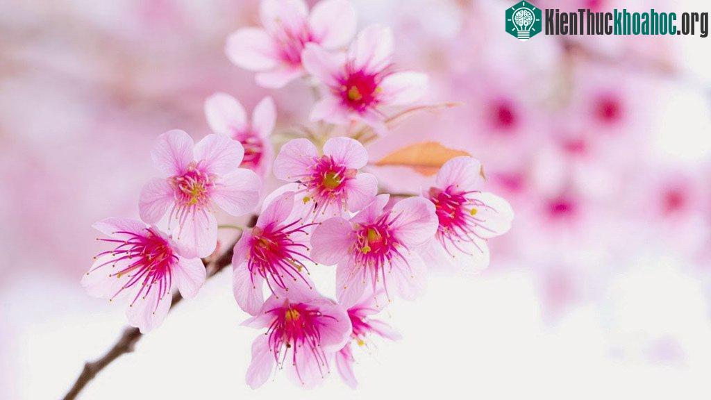 Chỉ cần trông thấy cành hoa đào là chúng đã sợ hãi bỏ chạy, mất vía.