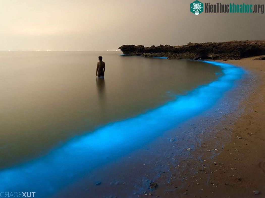 Bioluminous Larak, Iran.