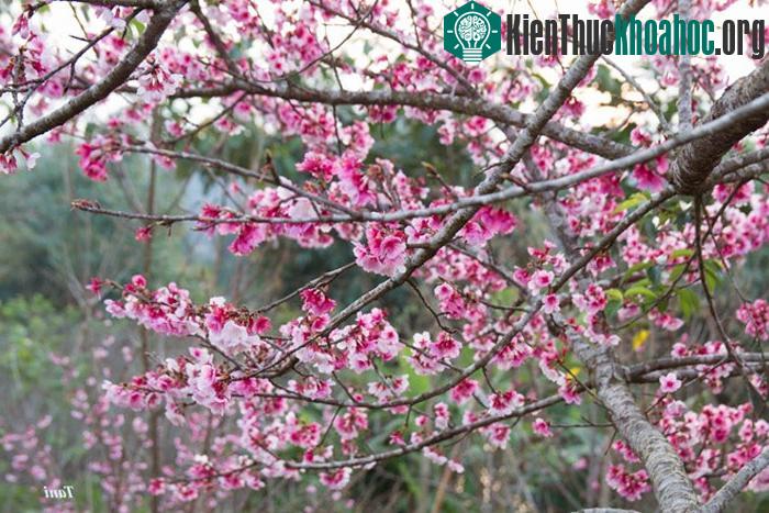 Với địa thế tuyệt đẹp giữa hồ nước rộng 600 ha, "đảo hoa anh đào" trở thành một điểm thu hút du khách của vùng đất lịch sử Điện Biên Phủ.