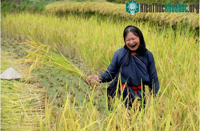 Niềm vui được mùa của người dân xã Nậm Ty.