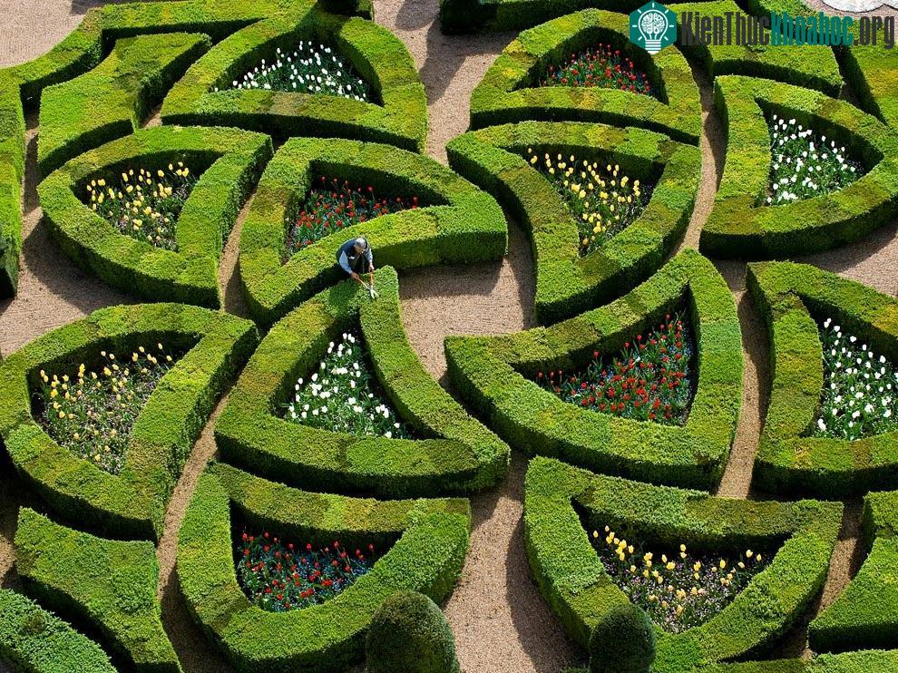 Villandry, Pháp: Một người làm vườn đang tỉa cây ở lâu đài Villandry, vùng Villandry nước Pháp. Lâu đài này được hoàn thiện năm 1536, nổi tiếng với 6 vườn cây độc đáo xung quanh. (Ảnh: Emilie Chaix).