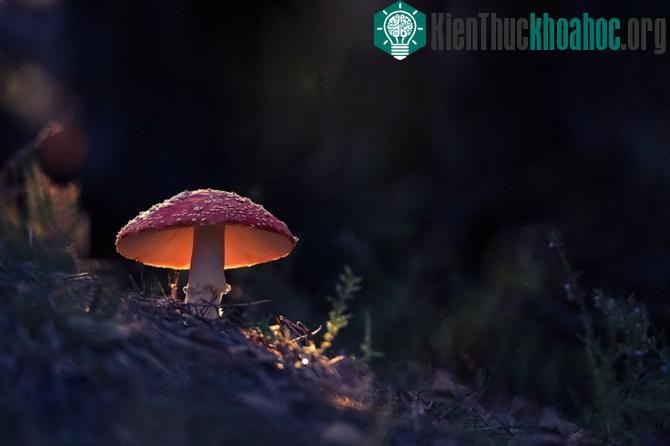 100 bức ảnh "đẹp khó tin" chưa từng qua photoshop (phần 4)- ảnh 8