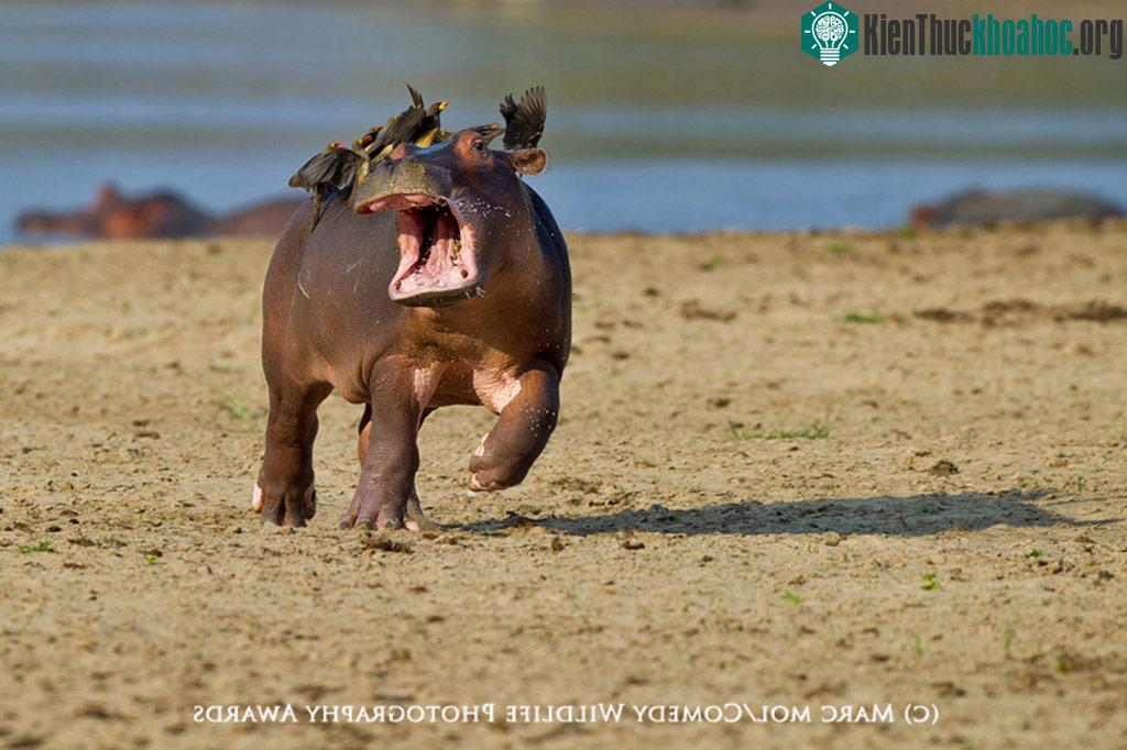 Hình chụp bởi Marc Mol,Thụy Sĩ.