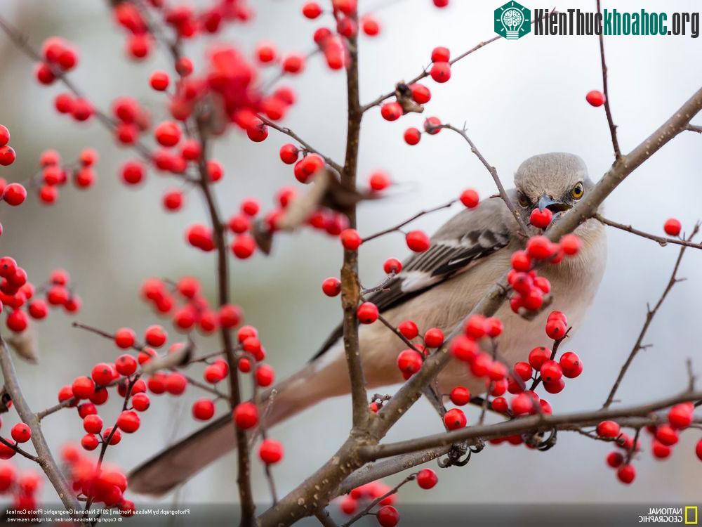 So berry nice to meet you - Tác giả: Melissa Nordan. Hình ảnh chú chim đậu trên cành cây với những quả đỏ mọng thật đẹp.