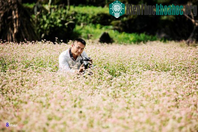 Hà Giang rực rỡ mùa hoa tam giác mạch