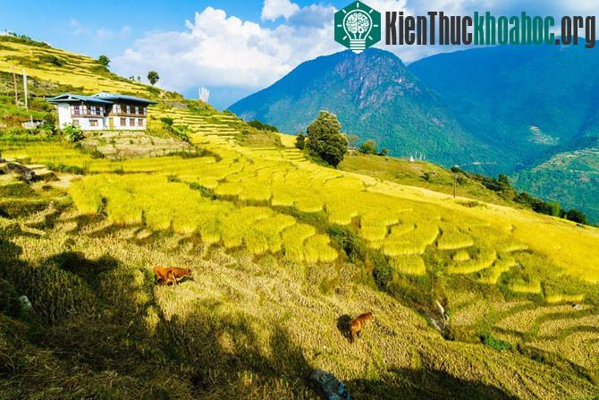 Những khoảnh khắc tuyệt đẹp ở mảnh đất huyền bí Bhutan
