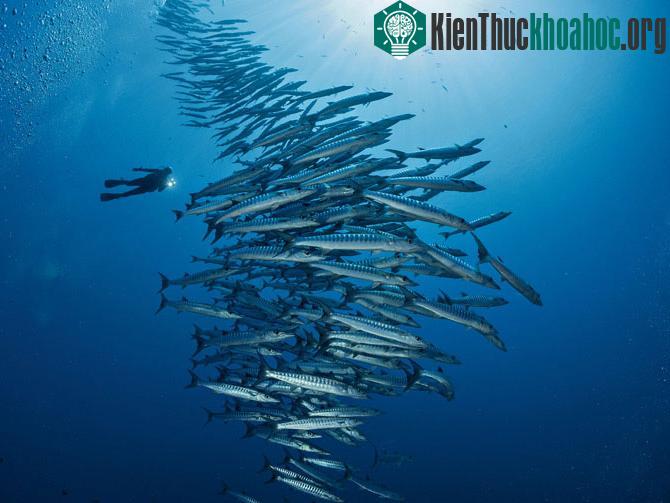 Người chụp lại tấm ảnh này - nhiếp ảnh gia Doubilet đã gọi đây là hình ảnh của một tòa tháp 60 tầng.