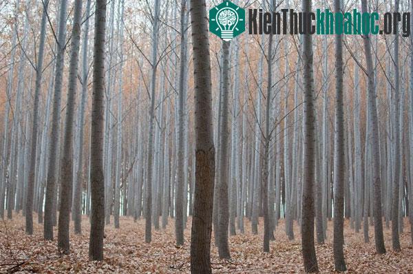 Mỗi cây dương lai cần 10 đến 12 năm để phát triển đạt mức có thể thu hoạch.&nbsp;