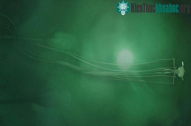 Những động vật biển lạ đến không tưởng ảnh 7