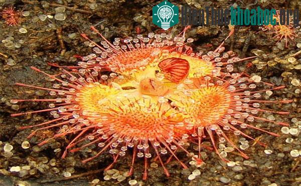 Cây ăn thịt gai. Những hạt nước đẹp long lanh trên gai của cây lại chính là những hạt keo để bẫy con mồi. Cây này có khả năng bắt mồi cực nhanh, chỉ trong vòng 75 mili giây.