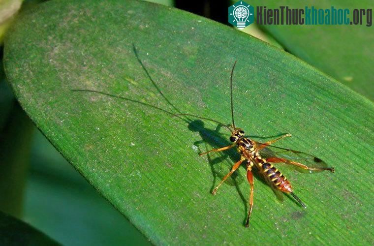 Ong bắp cày ký sinh . Darwin đã dùng loài này để đối chứng với sự nhân từ của Chúa. Loài này thường đốt vào bụng nạn nhân rồi đẻ trứng vào bụng chúng. Khi trứng nở, các ấu trùng ong bắp cày sẽ ăn d...
