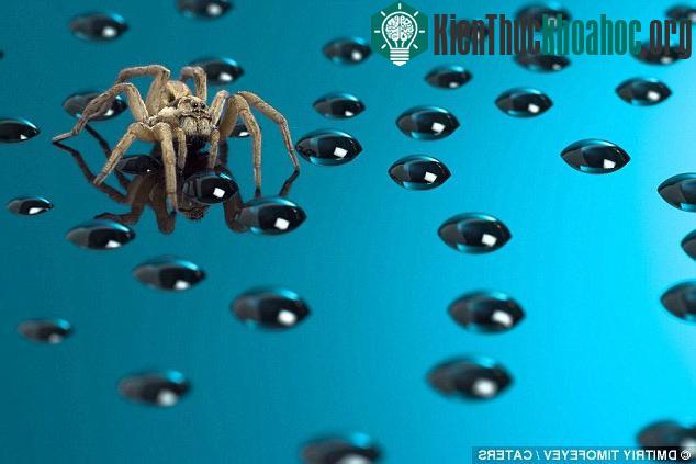 Chùm ảnh côn trùng độc, lạ hiếm thấy