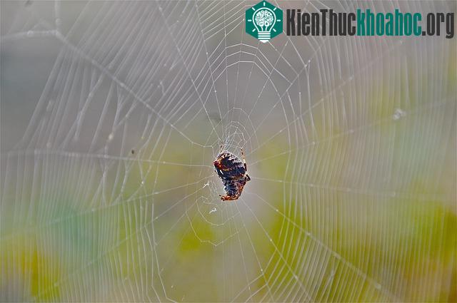 Sự kỳ diệu của mạng nhện trong tự nhiên