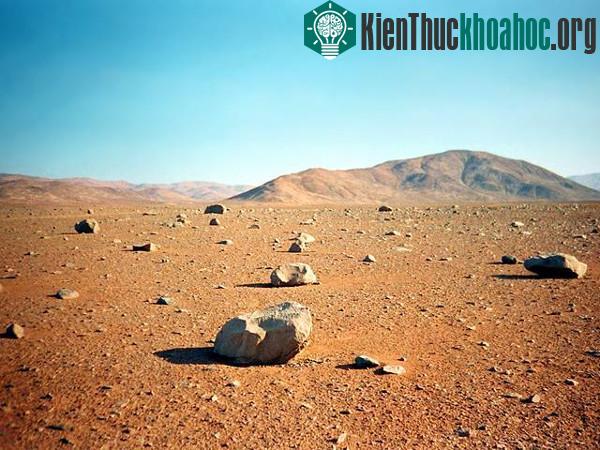 Sa mạc khô cằn "sống dậy" phủ đầy hoa hồng