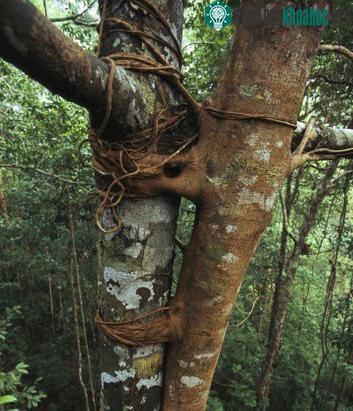 10 loài cây lạ trên thế giới