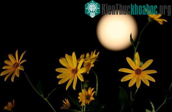 Bức ảnh chụp mặt trăng đúng vào đêm Trung thu ở tỉnh Sơn Đông, Trung Quốc.