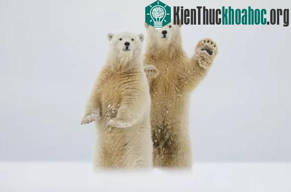 Màn chào đón của những chú gấu Bắc Cực. (Tác giả: Laura Keene).