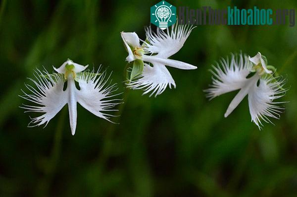 Cận cảnh loài hoa lạ hình chim hạc sải cánh tuyệt đẹp
