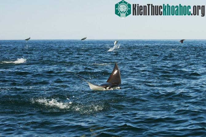 Những bức ảnh thú vị ghi lại cảnh cá đuối bay lên không trung