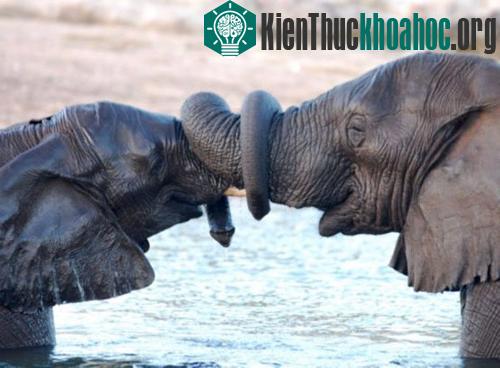 Chùm ảnh: Cuộc đấu sống còn của động vật hoang dã