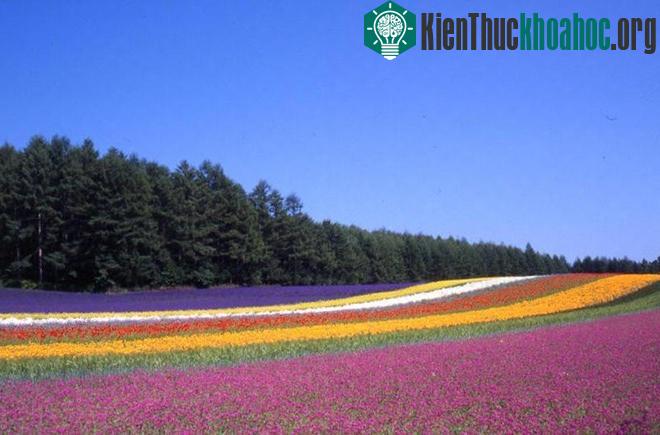 5 thung lũng hoa oải hương nổi tiếng nhất thế giới