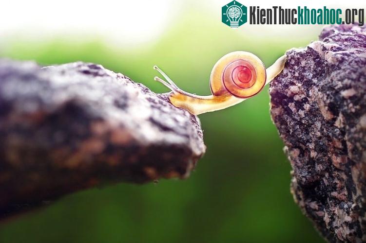 Ngắm chùm ảnh đẹp như thiên thần của ốc sên