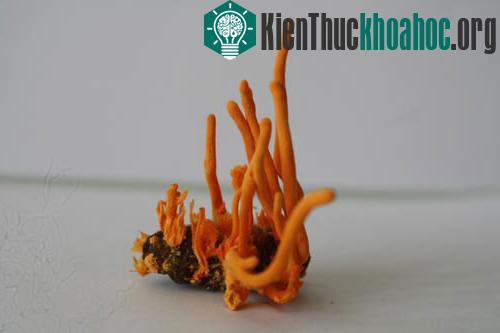 Khoảng 60-70 ngày, nấm cao từ 3-4 cm là thời điểm thích hợp để thu hoạch
