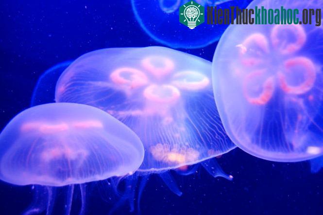 Sứa mặt trăng màu hồng
