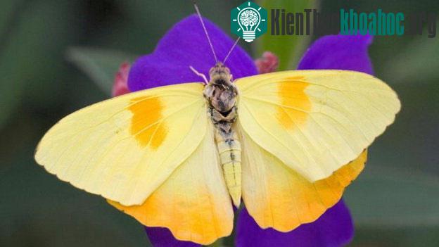 Bướm sọc cam - (Ảnh: Alamy)