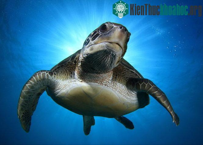 Từ trời cao. Ảnh chụp ở Tenerife, quần đảo Canary - (Ảnh: Montse Grillo)